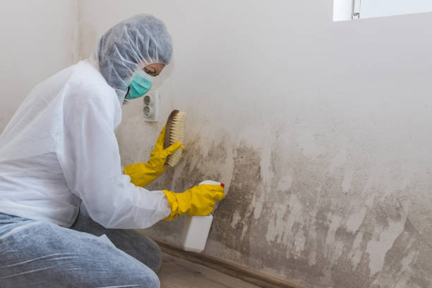 Best Residential Mold Remediation in Bowling Green, FL