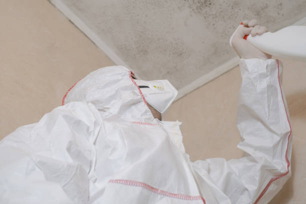 Best Residential Mold Remediation in Bowling Green, FL