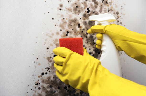 Best Basement Mold Remediation in Bowling Green, FL
