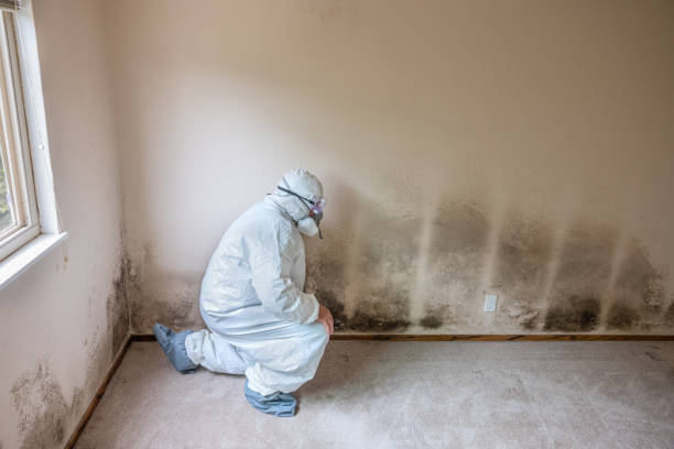 Best White Mold Remediation in Bowling Green, FL